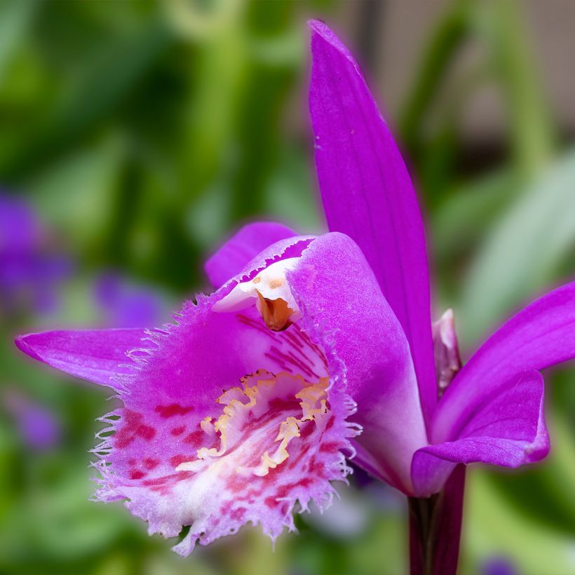 Pleione Tongariro - Orchidée terrestre (Floraison)