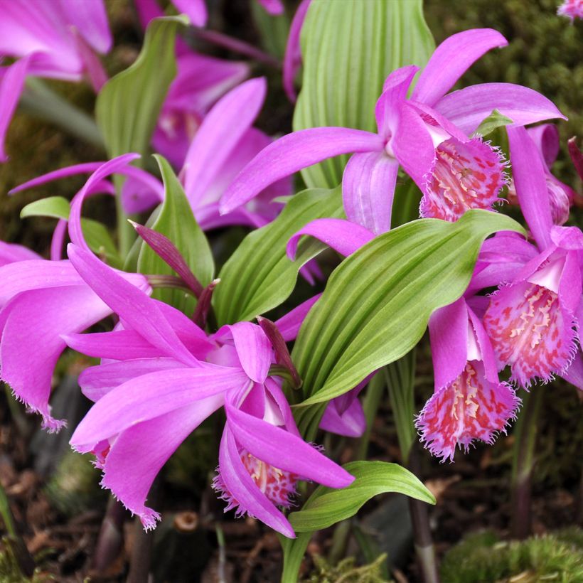 Pleione Tongariro - Orchidée terrestre (Port)