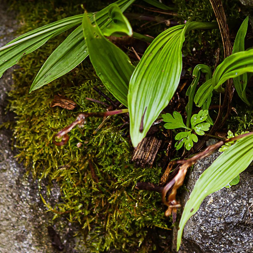Pleione formosana - Orchidée de Formose terrestre  (Feuillage)