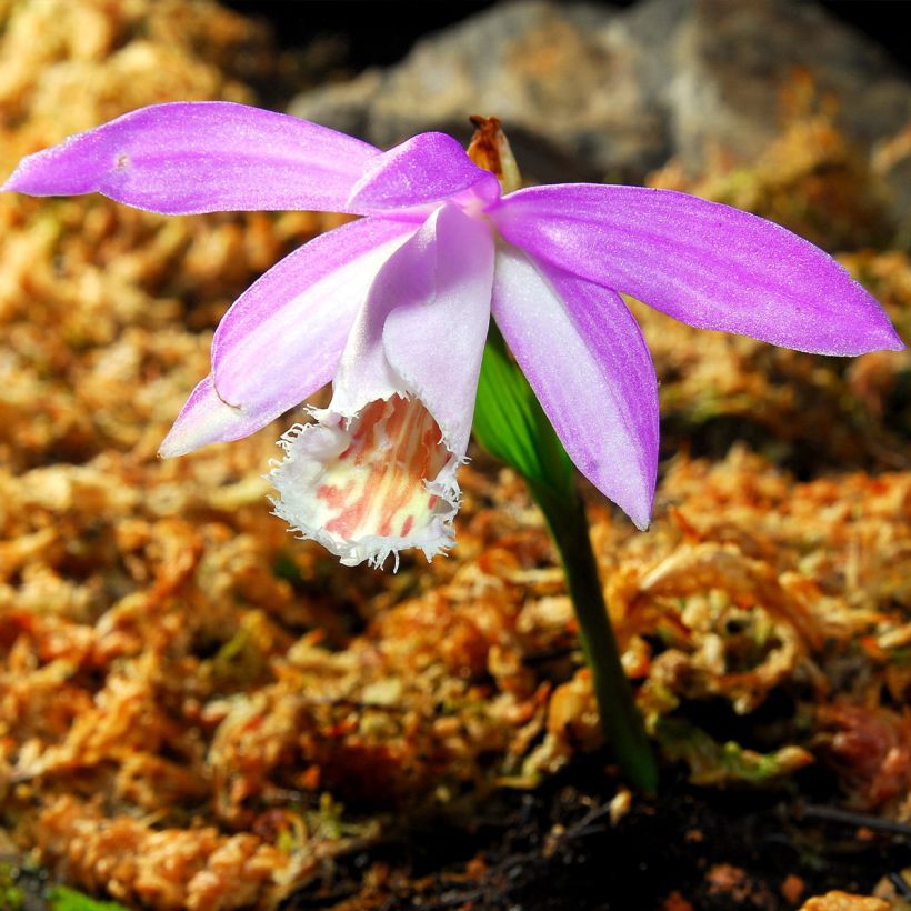 Pleione formosana - Orchidée de Formose terrestre  (Floraison)