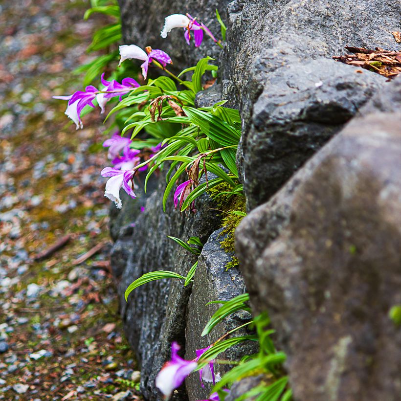 Pleione formosana - Orchidée de Formose terrestre  (Port)