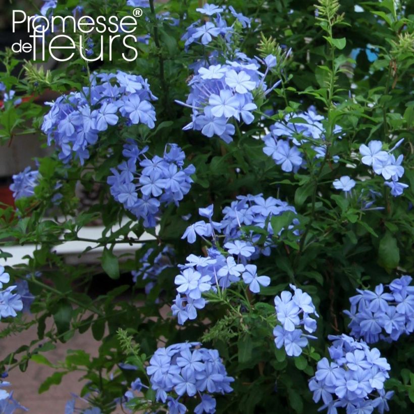 Plumbago auriculata Dark Blue - Plumbago du Cap Dark Blue  (Floraison)