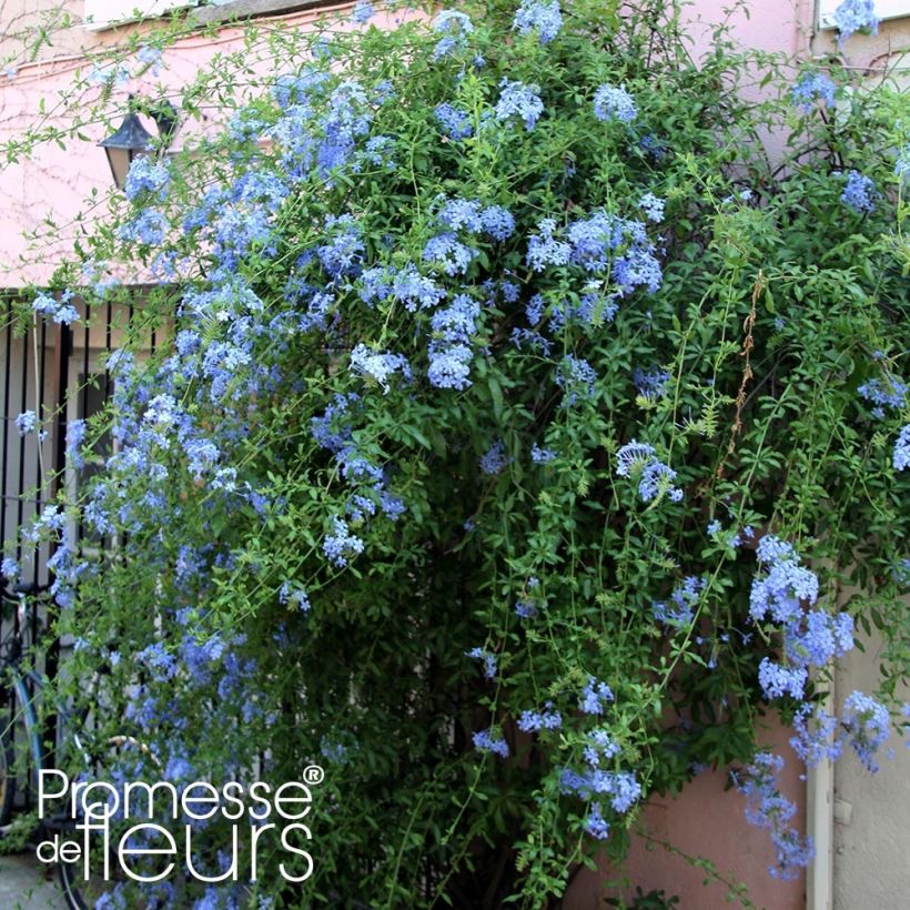 Plumbago auriculata Dark Blue - Plumbago du Cap Dark Blue  (Port)