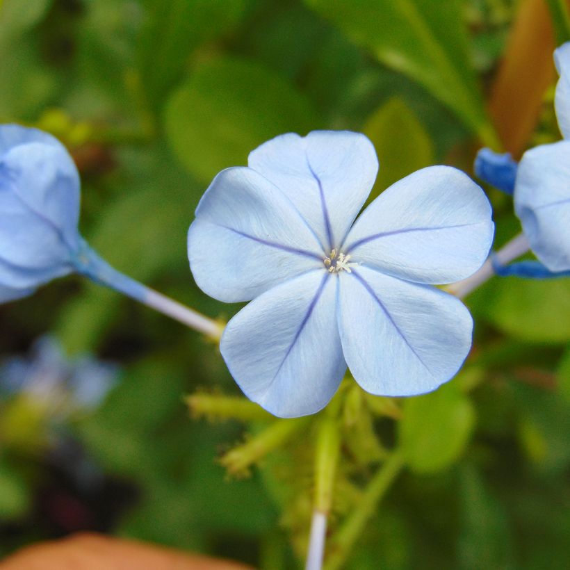 Plumbago auriculata - Plumbago capensis - Dentelaire du Cap (Floraison)