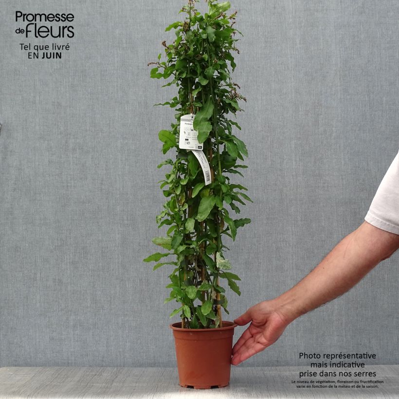 Spécimen de Plumbago auriculata - Plumbago capensis - Dentelaire du Cap Pot de 2L/3L tel que livré au printemps