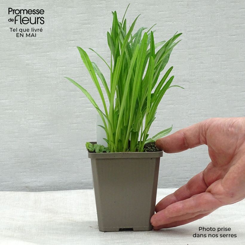 Spécimen de Plume du Kansas - Liatris spicata Alba Godet de 9cm tel que livré au printemps