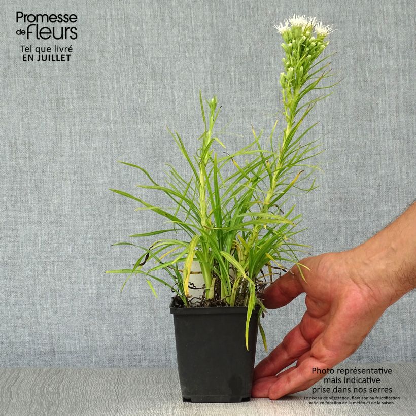 Spécimen de Plume du Kansas - Liatris spicata Alba Godet de 8/9 cm tel que livré en été
