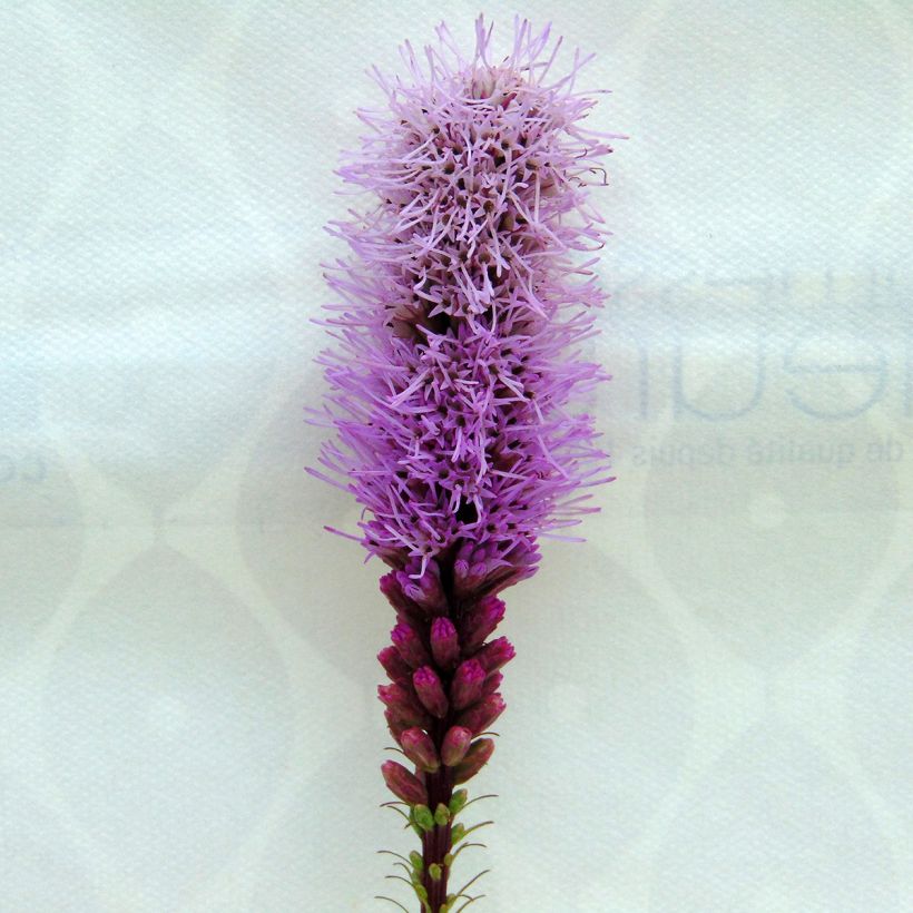 Plume du Kansas, Liatris spicata Floristan Violet (Floraison)