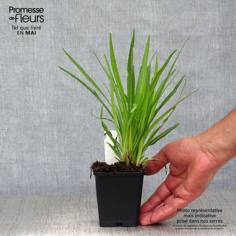 Spécimen de Plume du Kansas, Liatris spicata Floristan Violet Godet de 9cm tel que livré au printemps