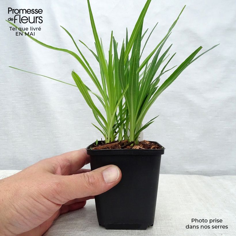 Spécimen de Plume du Kansas - Liatris spicata Floristan White Godet de 9cm tel que livré au printemps
