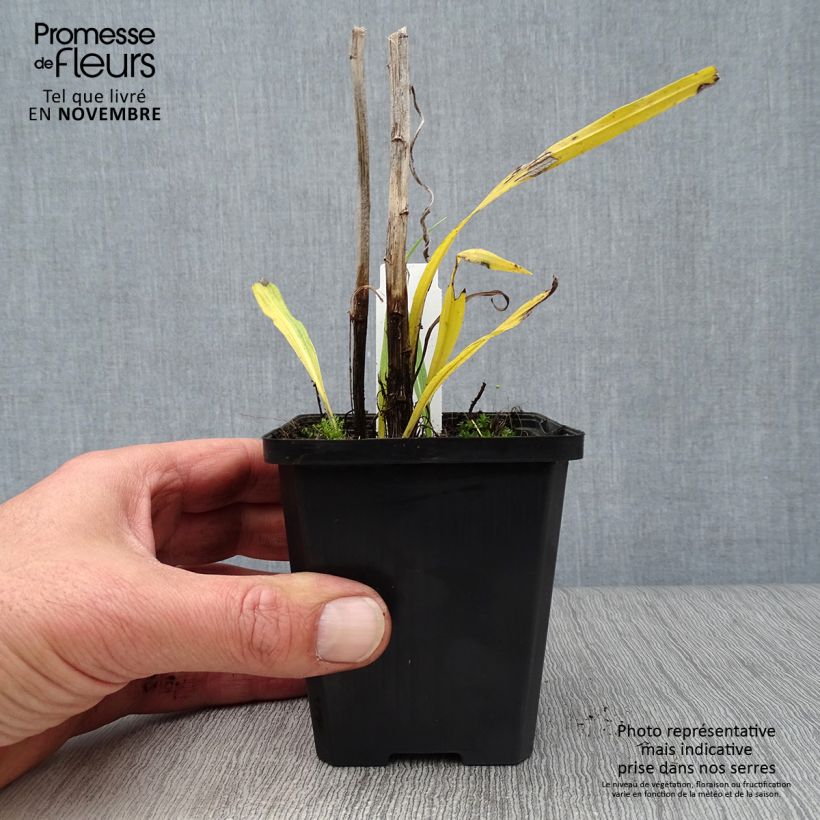 Spécimen de Plume du Kansas - Liatris spicata Floristan White Godet de 8/9 cm tel que livré en automne