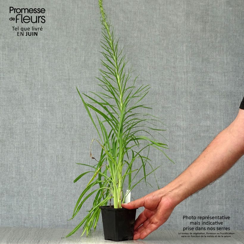 Spécimen de Plume du Kansas - Liatris spicata Floristan White Godet de 8/9 cm tel que livré en été