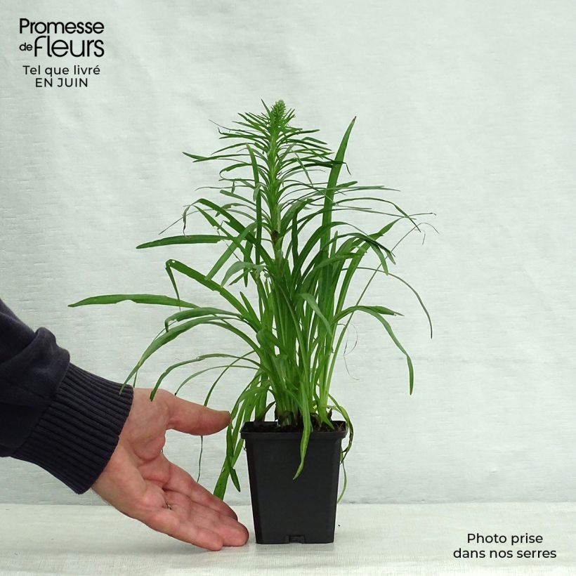Spécimen de Plume du Kansas ou Liatris spicata Kobold Godet de 8/9 cm tel que livré en été