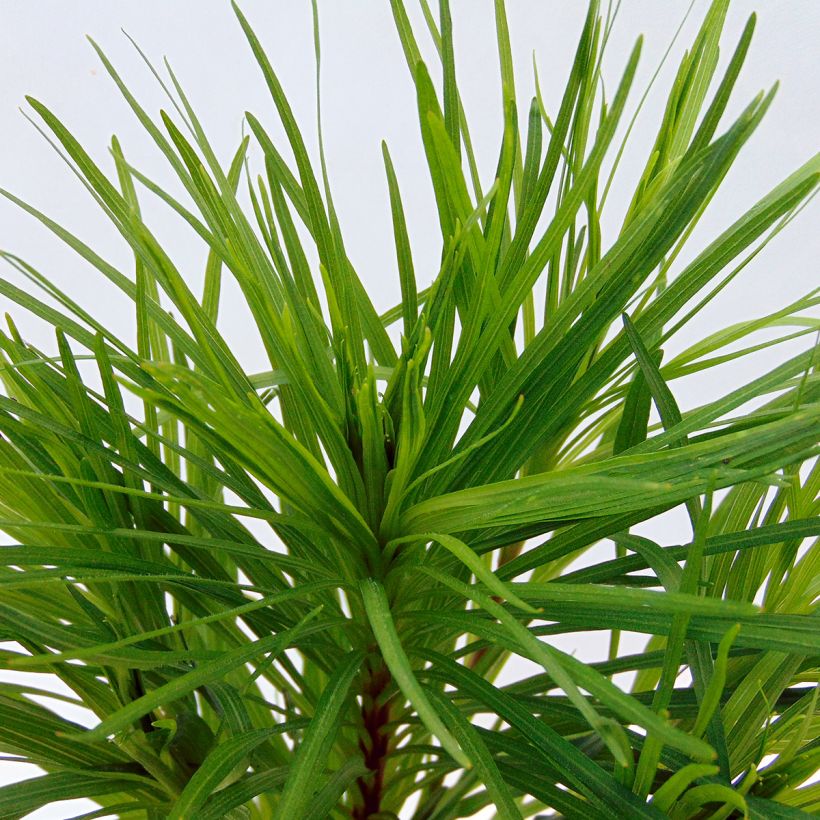 Plume du Kansas, Liatris spicata Floristan Violet (Feuillage)