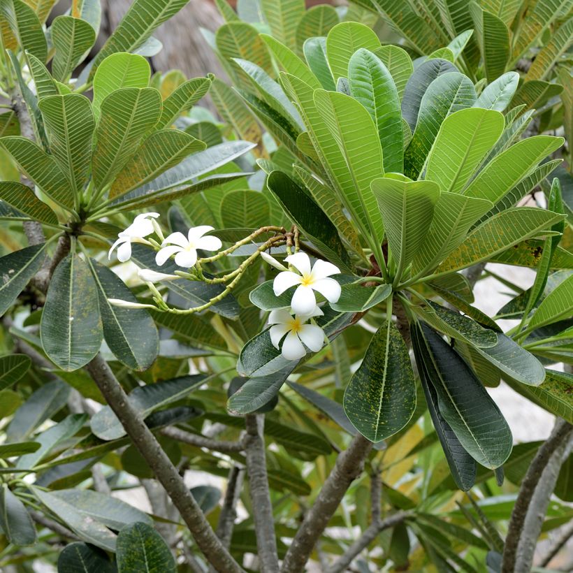Plumeria obtusa - Frangipanier (Feuillage)