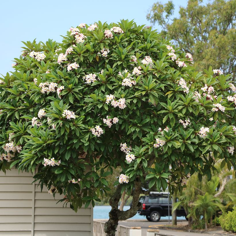 Plumeria obtusa - Frangipanier (Port)