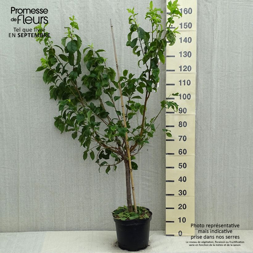 Spécimen de Pluot Flavor Candy - Prunus Pluot Pot de 7,5L/10L, Gobelet tel que livré en été