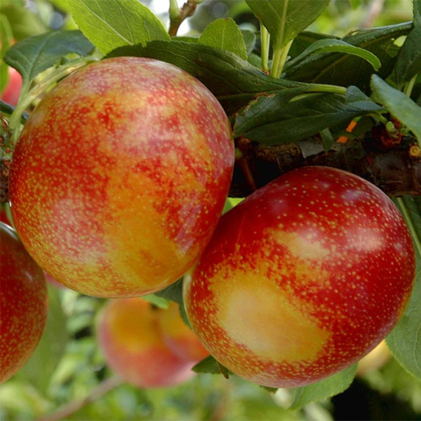 Pluot Flavor Candy - Prunus Pluot (Récolte)