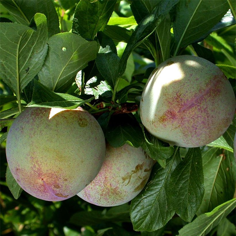 Pluot Flavor Supreme (Récolte)