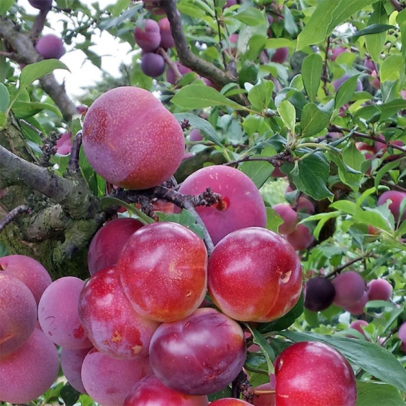 Pluot Pink Candy - Prunus Pluot (Récolte)