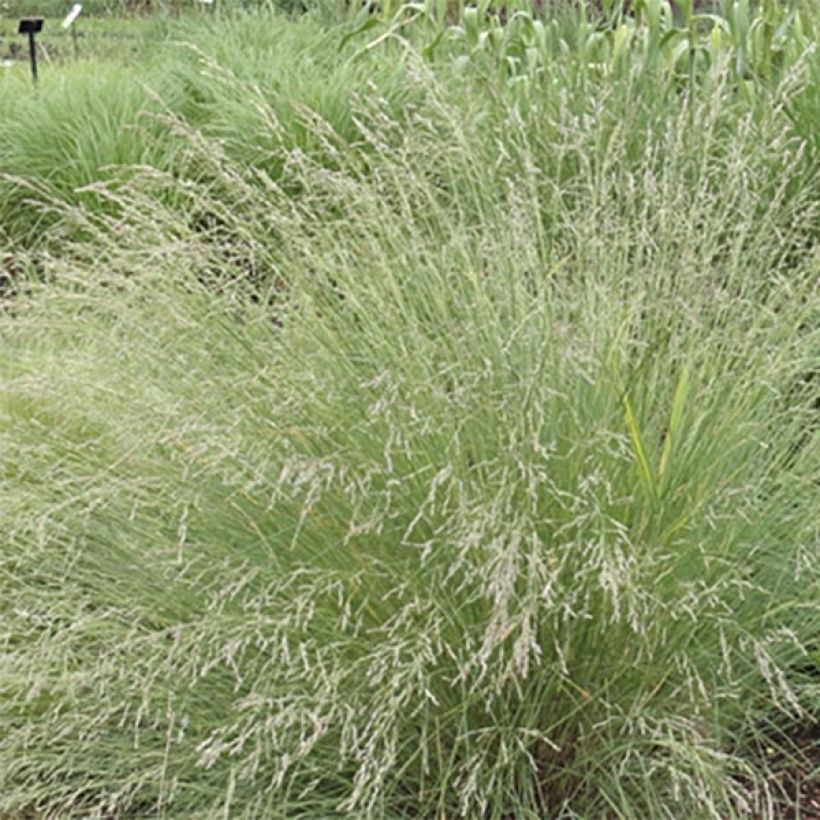 Poa labillardieri - Pâturin (Floraison)