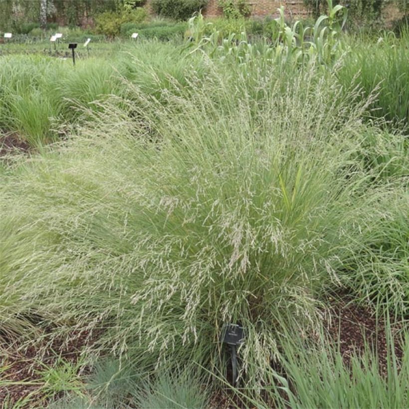 Poa labillardieri - Pâturin (Port)