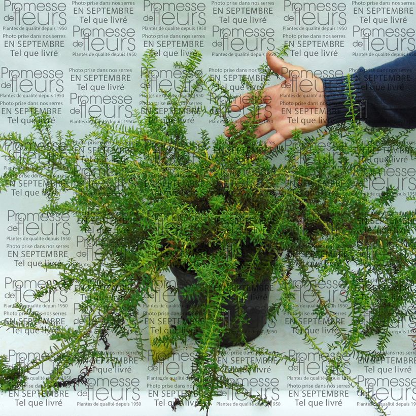 Exemple de spécimen de Podocarpus des neiges - Podocarpus nivalis                                tel que livré