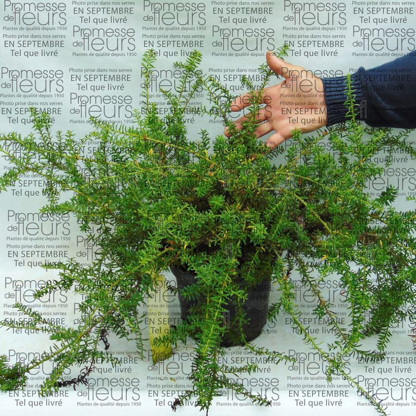 Exemple de spécimen de Podocarpus des neiges - Podocarpus nivalis                                Pot de 2L/3L tel que livré