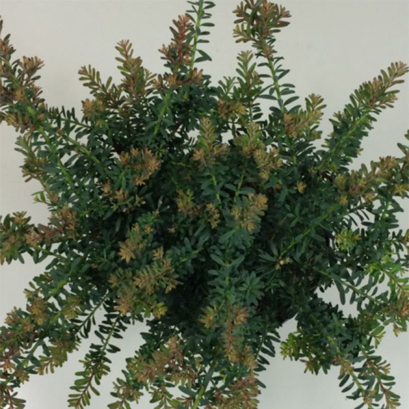 Podocarpus lawrencii Blue Gem                    (Feuillage)