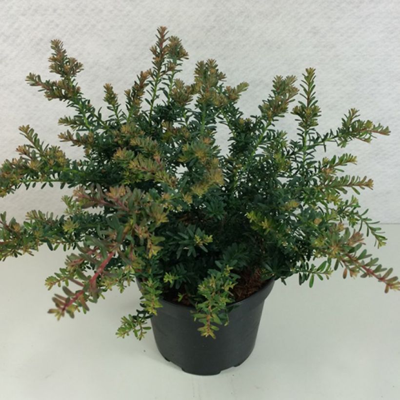 Podocarpus lawrencii Blue Gem                    (Port)