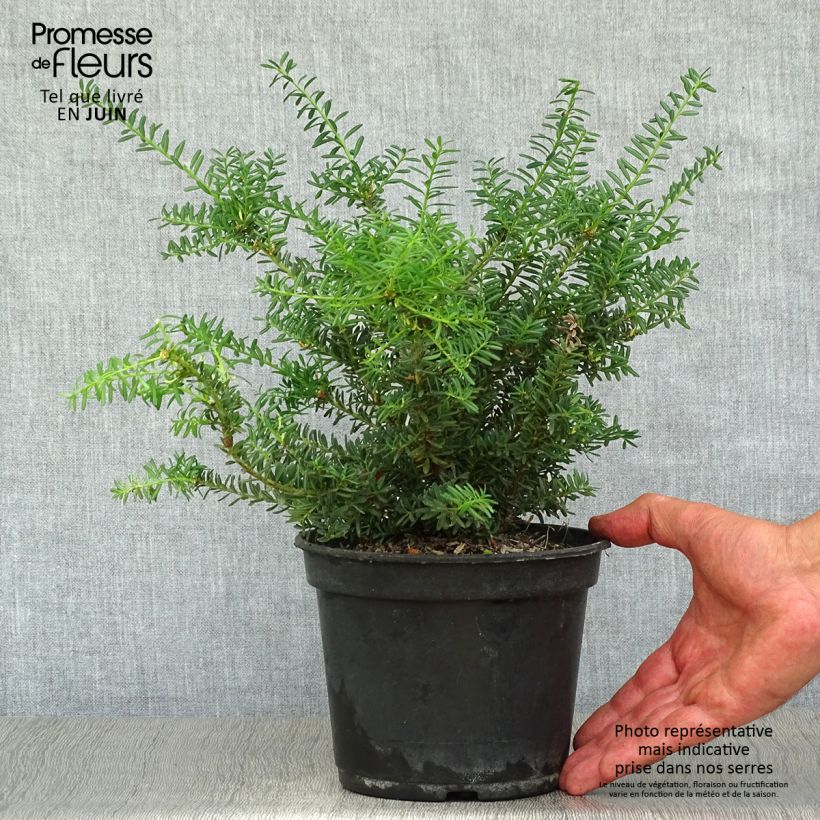 Spécimen de Podocarpus lawrencii Blue Gem                    Pot de 2L/3L tel que livré en été