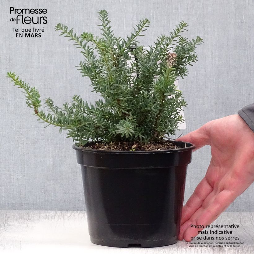 Spécimen de Podocarpus lawrencii Blue Gem                    tel que livré au printemps