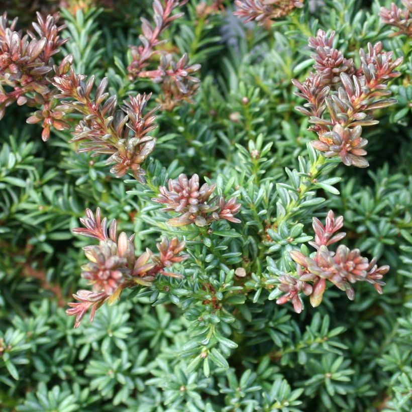 Podocarpus lawrencii Red Tip (Feuillage)