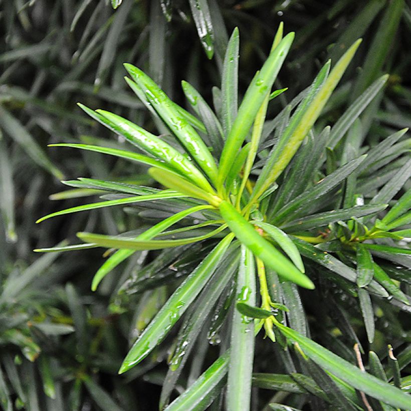 Pin des bouddhistes - Podocarpus macrophyllus (Feuillage)