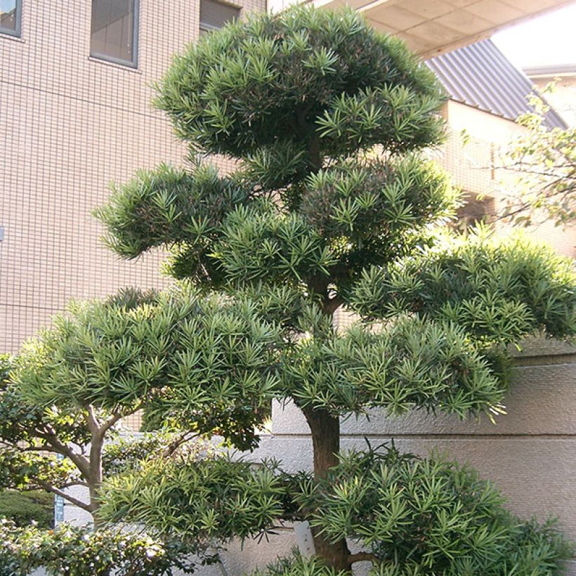 Pin des bouddhistes - Podocarpus macrophyllus (Port)