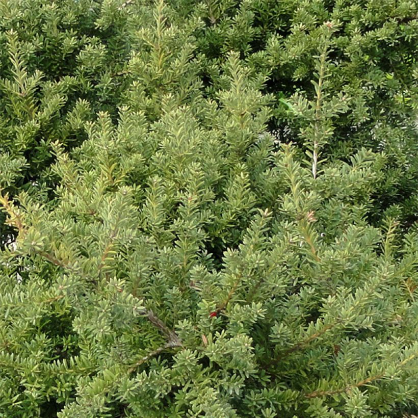 Podocarpus des neiges - Podocarpus nivalis                                (Feuillage)