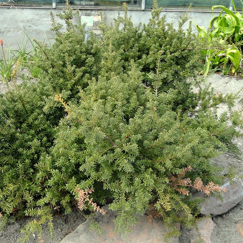 Podocarpus des neiges - Podocarpus nivalis                                (Port)