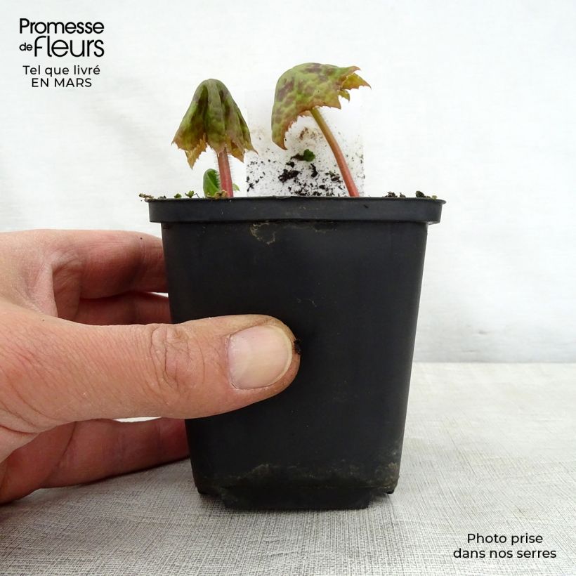 Spécimen de Podophyllum Spotty Dotty - Dysosma Godet de 9cm tel que livré au printemps