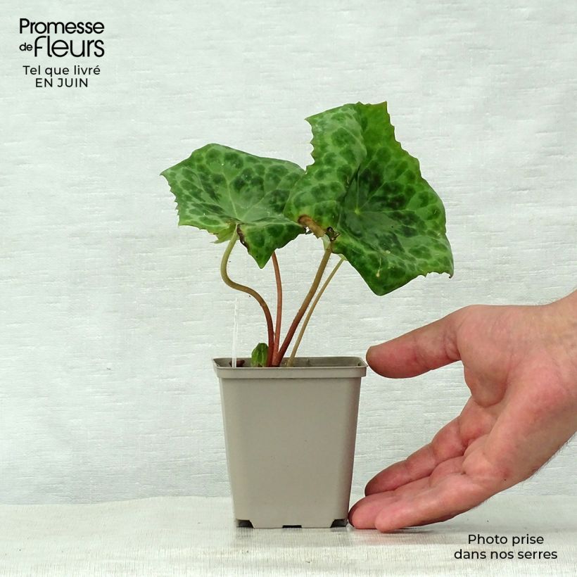 Spécimen de Podophyllum Spotty Dotty - Dysosma Godet de 8/9 cm tel que livré en été