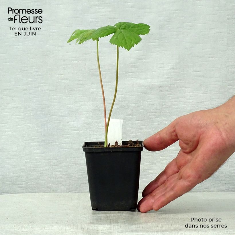 Spécimen de Podophyllum hexandrum, Podophyllum emodi Godet de 8/9 cm tel que livré en été