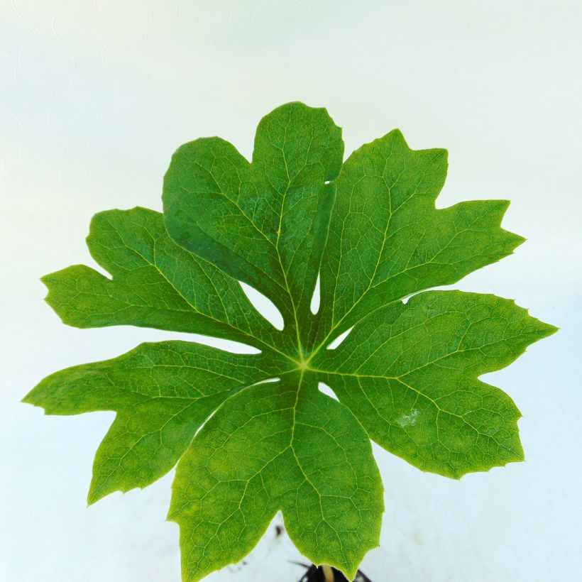 Podophyllum peltatum (Feuillage)