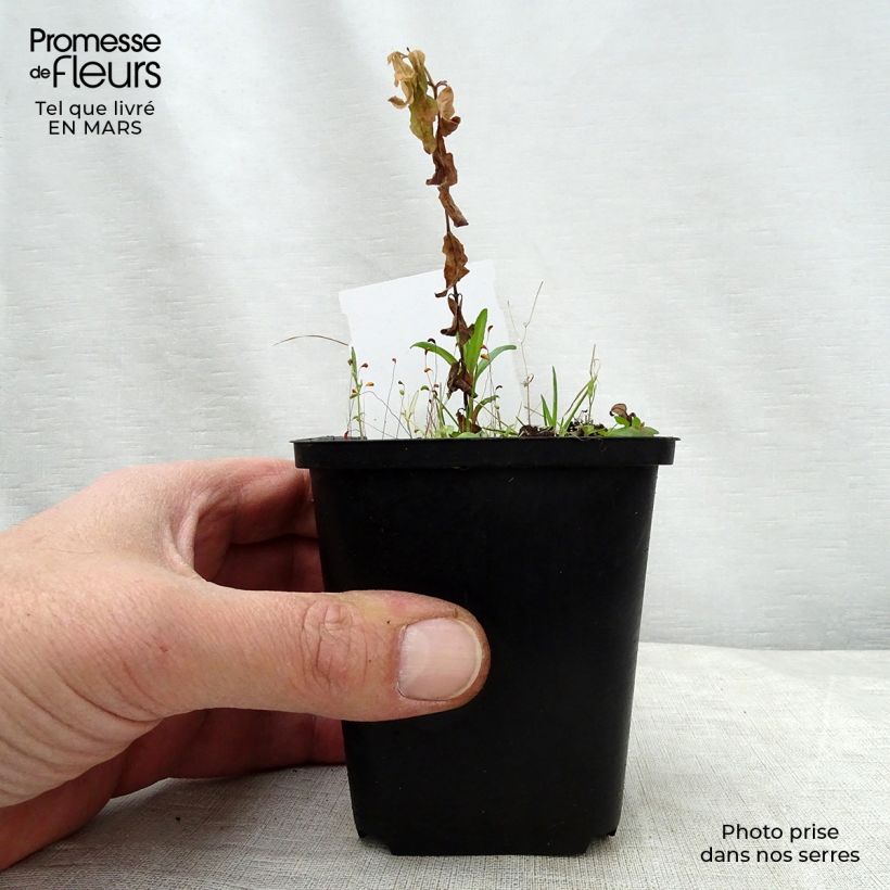 Spécimen de Podophyllum peltatum Godet de 9cm tel que livré au printemps