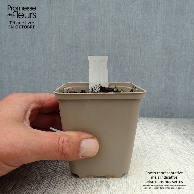 Spécimen de Podophyllum peltatum Godet de 8/9 cm tel que livré en automne