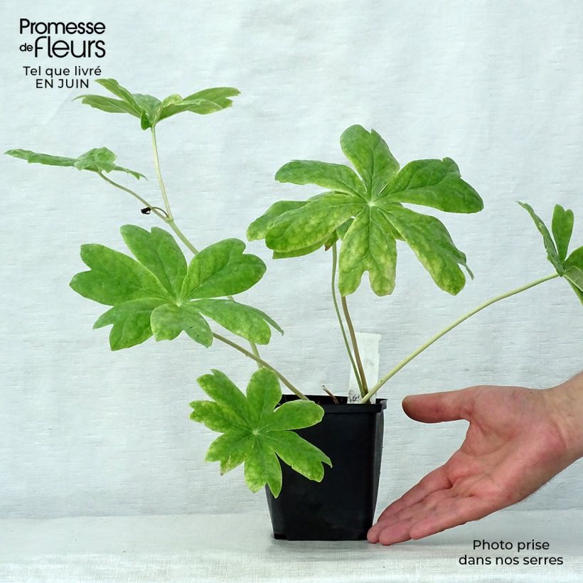 Spécimen de Podophyllum peltatum Godet de 8/9 cm tel que livré en été