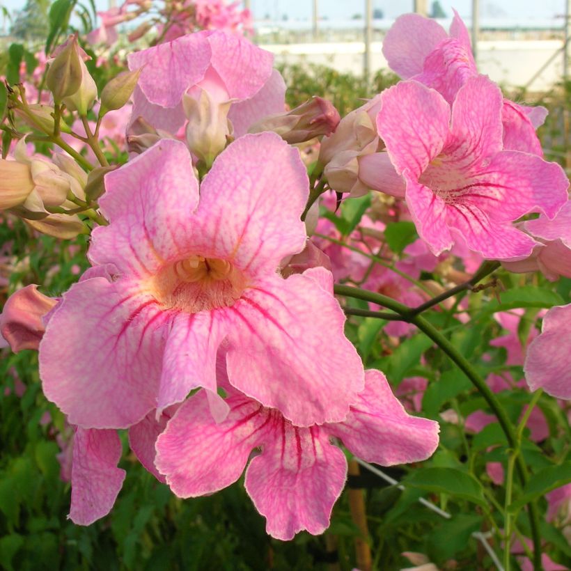 Podranea ricasoliana - Bignone rose (Floraison)
