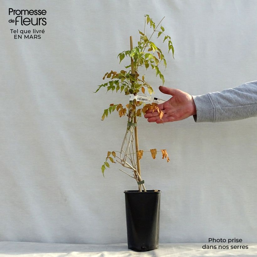Spécimen de Podranea ricasoliana - Bignone rose Pot de 2L/3L tel que livré au printemps