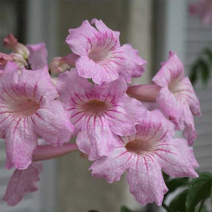 Podranea ricasoliana Comtesse Sarah - Bignone rose (Floraison)