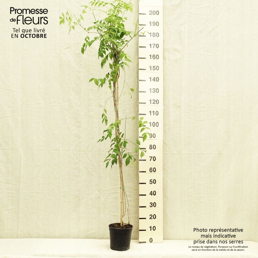 Spécimen de Podranea ricasoliana Comtesse Sarah - Bignone rose Pot de 2L/3L tel que livré en automne