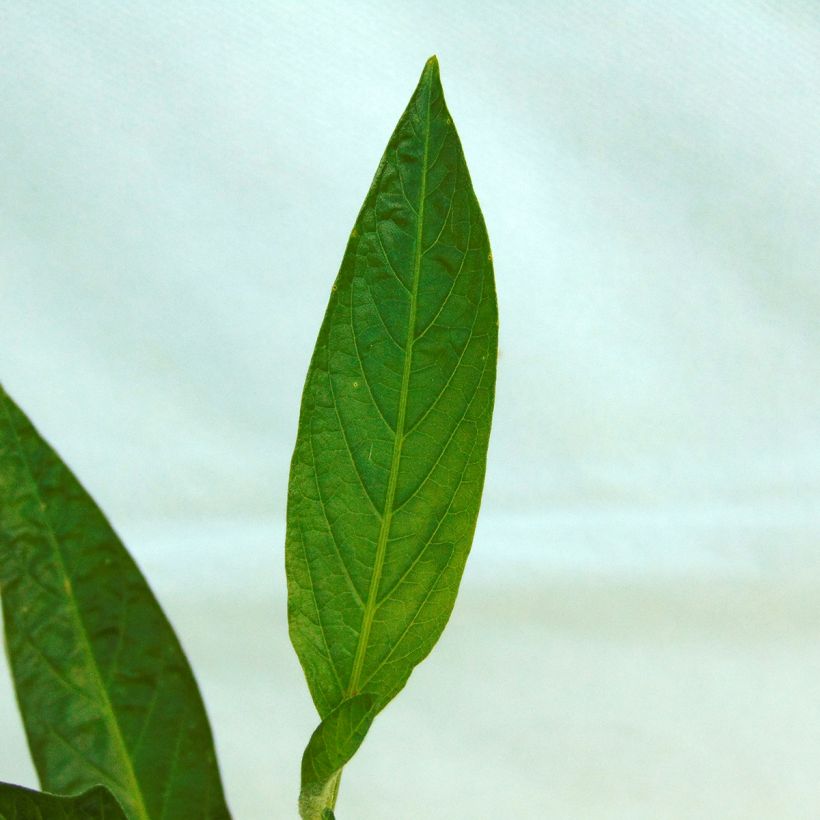 Melon Poire - Pépino - Solanum muricatum (Feuillage)