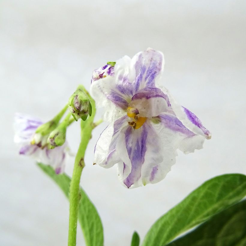 Melon Poire - Pépino - Solanum muricatum (Floraison)